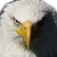 Eagle Electric Inc. logo